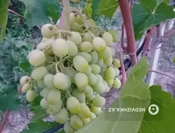 1-бөлмелі үй, 7 соттық, 18 м², 7-нобай