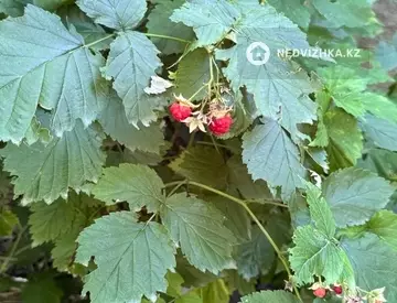 Участок 8.6 соток